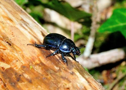 Anoplotrupes stercorosus